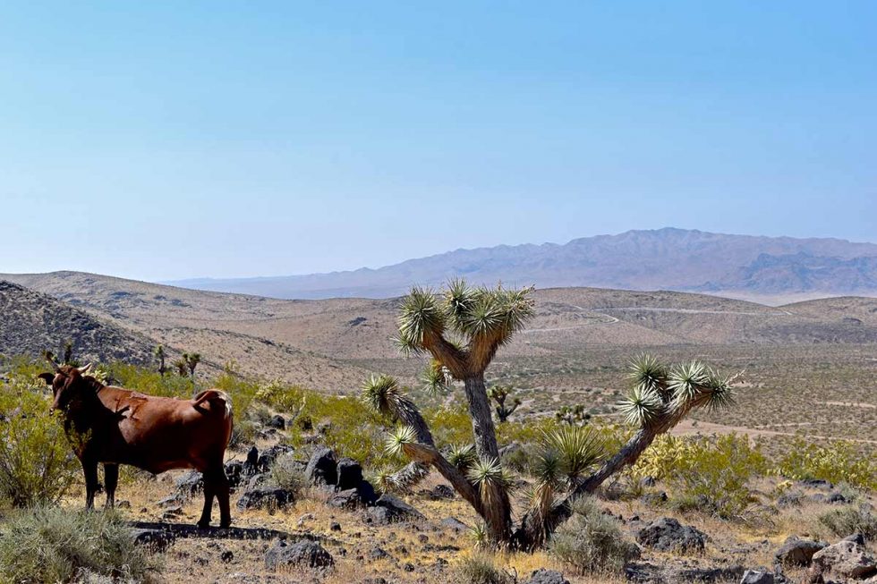 Western Land and Ranches