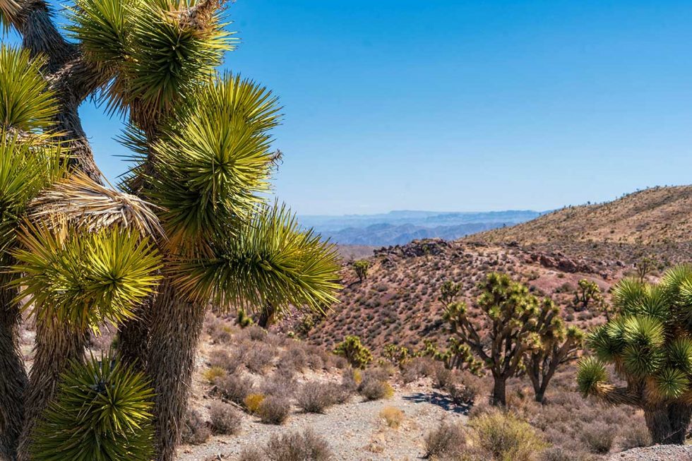 Canyon Ranches Western Land and Ranches