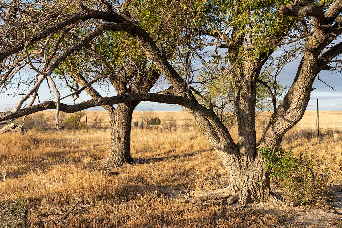 (6)TREES-ON-40-ACRES
