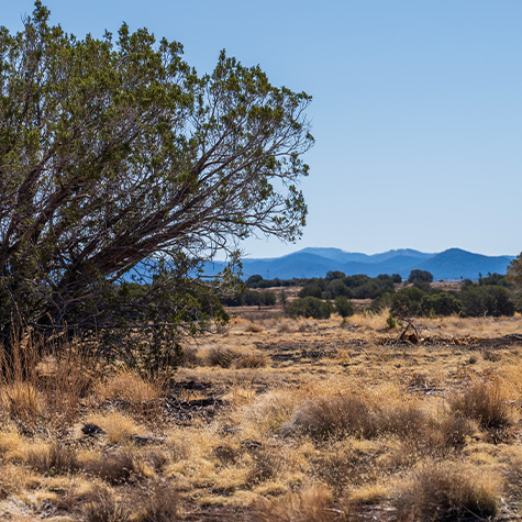 Vista Ranches