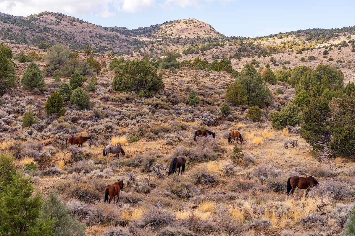 The Ranches at Virginia City