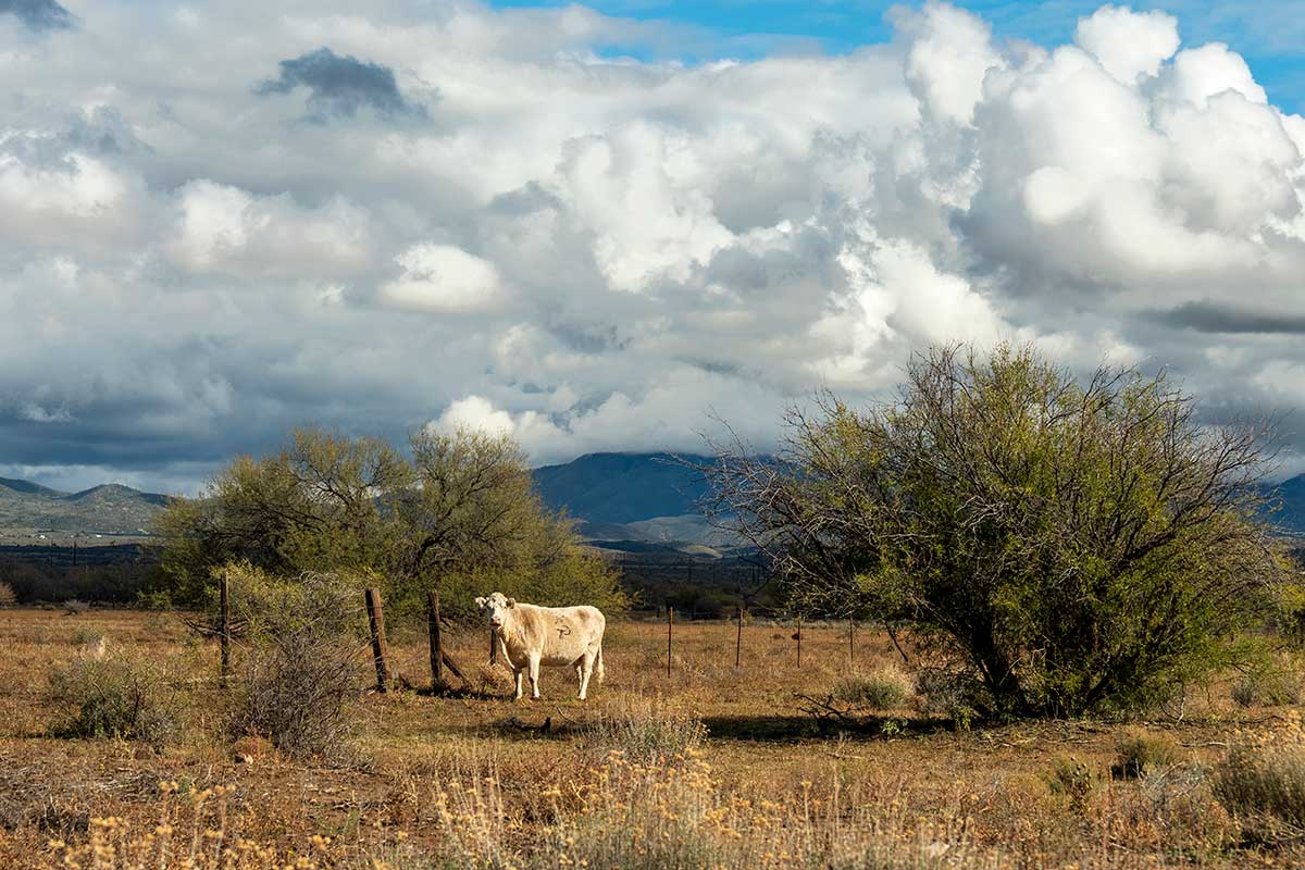 Prescott Creek Ranch